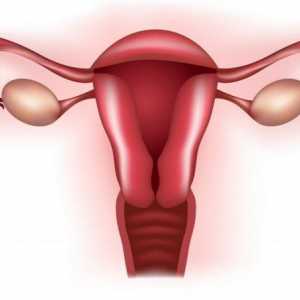 Fallopijska cijev u žena - što je to? Upala jajovoda. Ometanje jajovoda