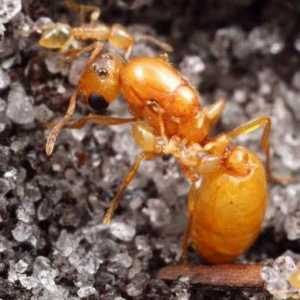 Faraoni mravi: kako se riješiti