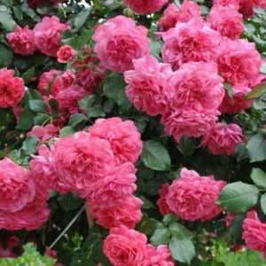 Omiljeni vrtlari: Rosa `rosariumium yuttersen`