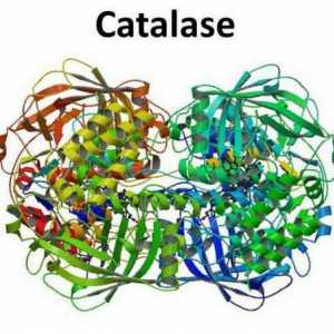 Katalazni enzim: osnovne značajke