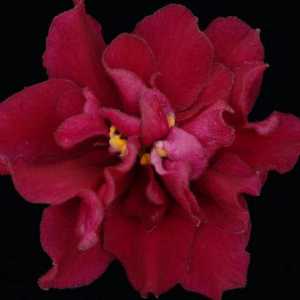 Violets Bullfighting: opis sorte, fotografija, osobitosti uzgoja