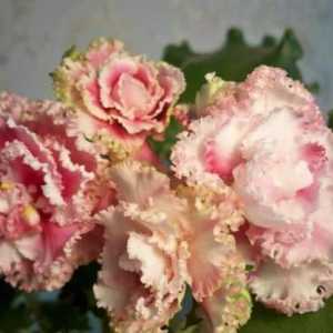 Violet Wind Rose: opis, značajke uzgoja, brige i povratnih informacija
