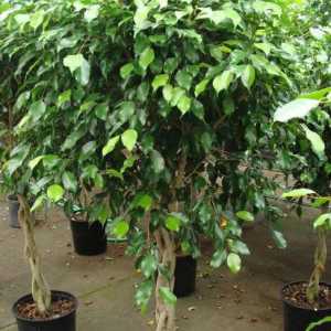 Ficus Benjamin: znakovi i praznovjerja, kako rasti