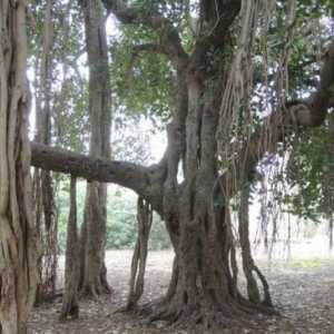 Ficus Bengali: njegu, reprodukcija, uzgojni uvjeti