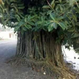 Ficus elastična. Ficus je gumasta. Njega i kultivacija kuća