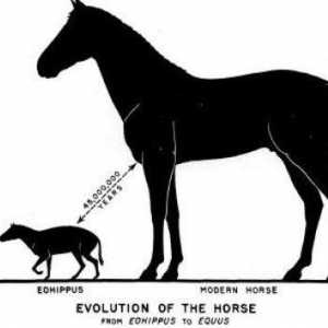 Filogenetski niz konja - ikona evolucijskog procesa