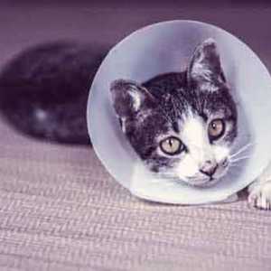 `Forvet` za mačke: upute za uporabu, sastav i pregled