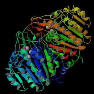 Alkalna fosfataza - važan enzim ljudskog tijela