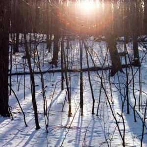 Fotografije zimi u šumi - sjajan način otkrivanja vaše kreativnosti