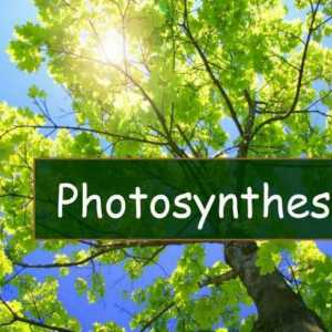 Fotosinteza - što je to? Faze fotosinteze. Uvjeti fotosinteze
