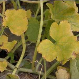 Fusarium žudnje biljke: znakovi nastanka bolesti