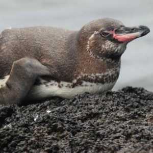 Galapagos pingvin: stan, hrana, zanimljive činjenice
