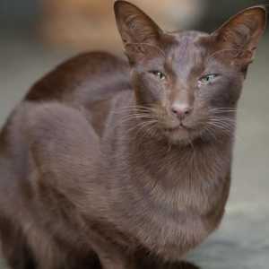 Havana - mačka s šarmantnim izgledom i idealnim karakterom