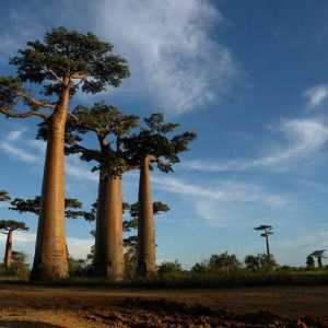 Gdje je Madagaskar? Republika Madagaskar: povijest, znamenitosti, zanimljive činjenice