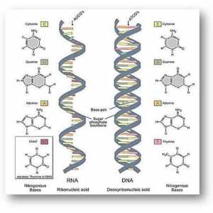 Gdje je sintetizirana rRNA. Ribosomske ribonukleinske kiseline rRNA: karakteristična, struktura i…