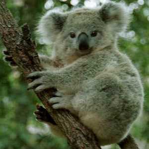 Где живет коала, описание и особенности этого животного