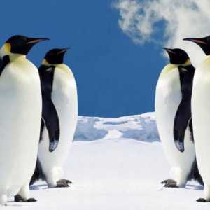 Gdje živi pingvin? Gdje živi pingvini, osim Antarktike?
