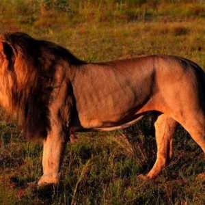 Gdje žive lavovi? Životinje u Africi: lav. Divlji životinjski lav