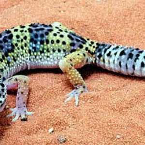 Gecko je ... Gecko gušter: briga, hranjenje, sadržaj