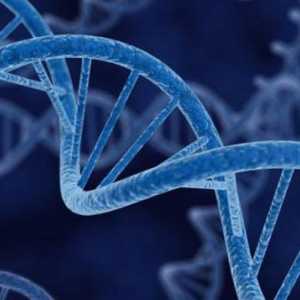 Gen, genom, kromosom: definicija, struktura, funkcije