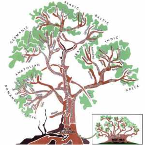 Genealogijsko stablo indoeuropskih jezika: primjeri, jezične skupine, značajke