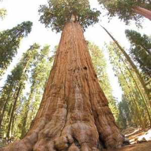 `Генерал Шерман` - самое большое дерево в мире. Гигантская секвойя