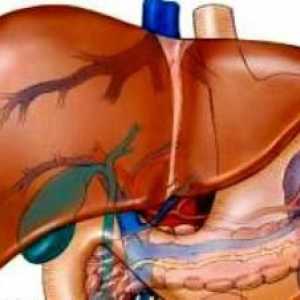 Hepatomegalija: difuzne promjene jetre. Struktura unutarnjih organa čovjeka