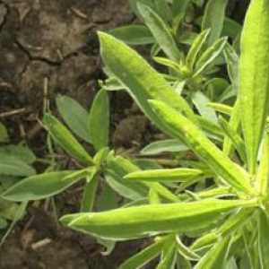 Herbicidi za uništavanje korova: sorte i načine djelovanja
