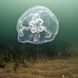 Гидроид (медуза): строение, размножение, физиология