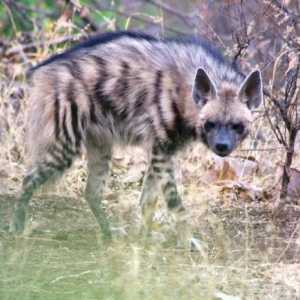 Hjela prugasta (Hyaena hyaena): opis, stanište. Svijet hijena