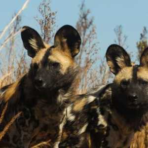 Hynic Dogs: Opis, stil života, stanovništvo