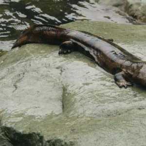 Giant salamander (gigantski): opis, dimenzije