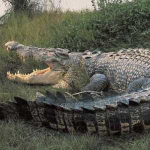 Divovski krokodil. Najveći krokodil na svijetu