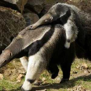 Giant anteater: stanište, zanimljive činjenice, fotografija
