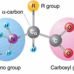Histidin: formula, kemijske reakcije