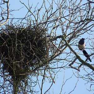 Gnijezdo magpies. Kako oni grade gnijezdo?