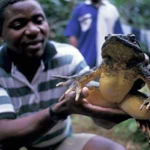 Golijat je najveća žaba na svijetu