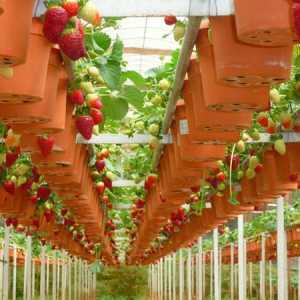 Nizozemska tehnologija za uzgoj jagoda tijekom cijele godine: kako ga koristiti ispravno?