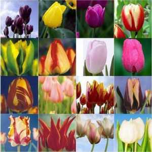 Nizozemski tulipani: fotografije, sorte, uzgoj, sadnju i njegu