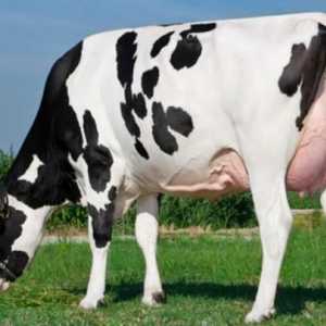 Holsteinova pasmina krave: karakteristična. Mliječne stoke