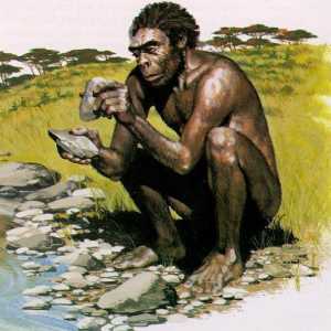 Homo habilis (Homo habilis) - čovjek iskusan: karakterističan, alat