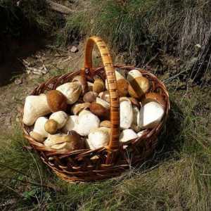 Gorchak: kakva je gljiva i može li se jesti?