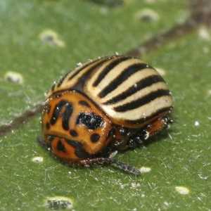 Sinus protiv Colorado beetle: metode primjene