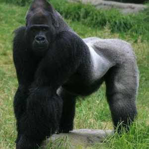 Gorilla: fotografija, težina. Gdje žive gorile?