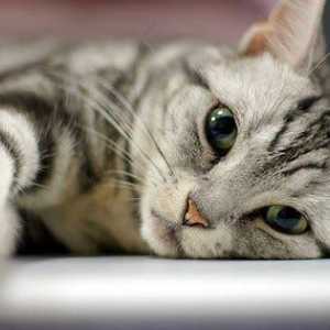 Vruće uši mačke: uzroci i njihovo otklanjanje