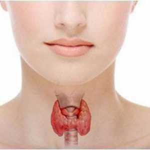 Hormoni paratiroidnih žlijezda: funkcionira, utječe na ljudsko tijelo
