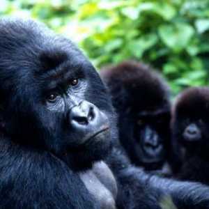 Mountain gorilla: fotografija, opis