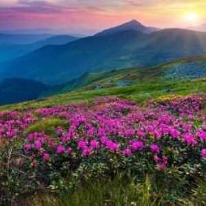 Planinsko cvijeće: imena i mogućnosti