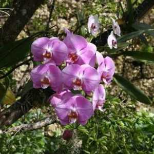 Posude za orhideje: što bi trebalo biti? Unutarnja orhideja: Njega