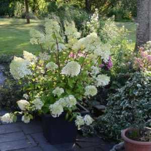 Hortenzija `Diamantino` - kraljica cvjetnog vrta